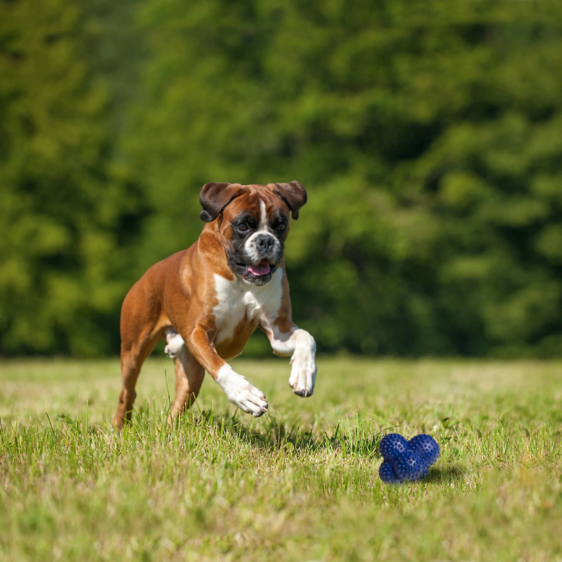 Power Play Crazy-Ball Dog Toy, Dog Balls, Interactive Dog Toys, Large